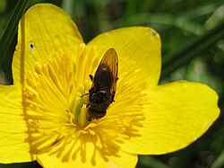 hoverfly of the genus Cheilosia visiting C. palustris