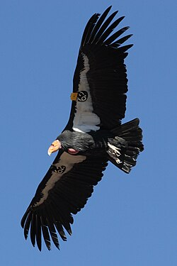 The rescuing from extinction of the California condor was a successful and expensive project, but its ectoparasite, the louse Colpocephalum californici, was made extinct.