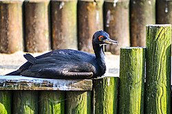 Guanay cormorant (Leucocarbo bougainvillii) at Weltvogelpark Walsrode