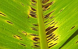 Leaf infected with black sigatoka