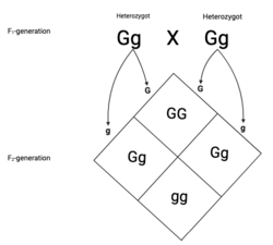 Monohybrid cross between heterozygotes (Gg), resulting in genotypical ratio 1:2:1 (GG:Gg:gg) and phenotypical ratio 3:1 (G:g)