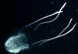 The dangerous Carukia barnesi, one of the known species of box jellyfish which can cause Irukandji syndrome.