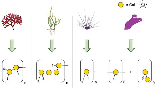 Structures of sulfated galactans from marine organisms.[12] Sulfated polysaccharide structures from left to right: red algae: Botryocladia occidentalis, seagrass: Ruppia maritima, sea urchin: Echinometra lucunter, tunicate: Styela plicata.