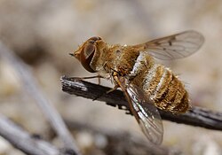 A 4 mm long female of Lepidanthrax in Cuyama Valley, California, showing the proportionally shorter wings and relatively larger head occurring in many of the smaller species in the family