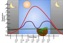 The red line represents the air temperature. The purple line represents the body temperature of the lizard. The green line represents the base temperature of the burrow. Lizards are ectotherms and use behavioral adaptations to control their temperature. They regulate their behavior based on the temperature outside, if it is warm they will go outside up to a point and return to their burrow as necessary.