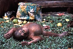 A young captive orangutan sleeping.