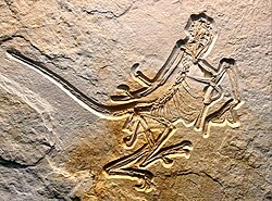 The twelfth specimen
