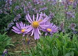 Aster alpinus is the only species of Aster (sensu stricto) that is native to North America; it is found in mountains across the Northern Hemisphere.