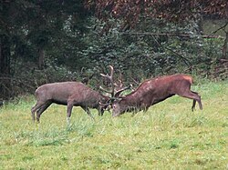 Male-male interference competition in red deer