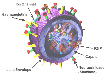 Structure of the influenza virion. The hemagglutinin (HA) and neuraminidase (NA) proteins are shown on the surface of the particle. The viral RNAs that make up the genome are shown as red coils inside the particle and bound to ribonucleoproteins (RNP).