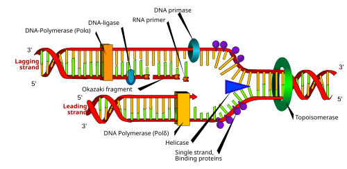 DNA replication: The double helix is unwound by a helicase and topoisomerase. Next, one DNA polymerase produces the leading strand copy. Another DNA polymerase binds to the lagging strand. This enzyme makes discontinuous segments (called Okazaki fragments) before DNA ligase joins them together.