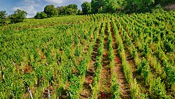A hillside vineyard with evenly spaced rows of mature grapevines surrounded by green vegetation.