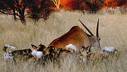 African wild dogs kill a common eland
