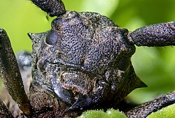 Front view of the head of Lamia textor