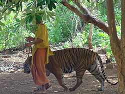 Male Tiger, Thailand