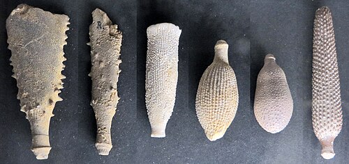 The thick spines (radiola) of Cidaridae were used for walking on the soft seabed.