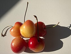 Rainier cherries from the state of Washington, US