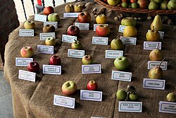 Less common apple cultivars from an orchard in Italy