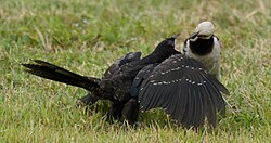 A black-collared starling feeding an Asian koel