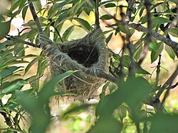 Nest placed in fork