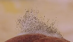 A pin mold decomposing a peach