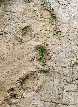 A sauropod trackway