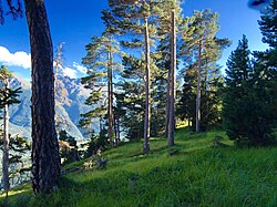 Preserved internal alpine forest and meadow, Vanoise National Park