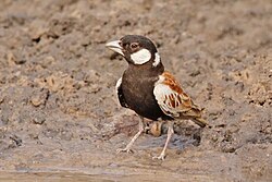 A chestnut-backed sparrow-lark
