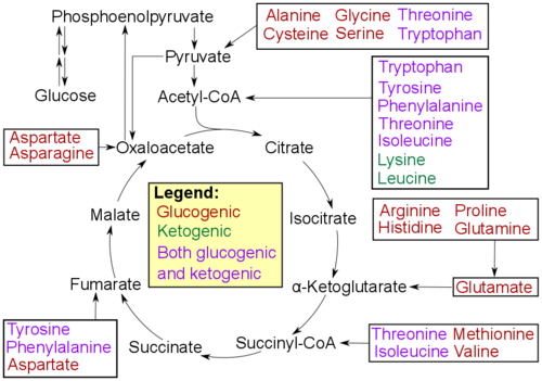 Catabolism of proteinogenic amino acids. Amino acids can be classified according to the properties of their main degradation products:[181] * Glucogenic, with the products having the ability to form glucose by gluconeogenesis * Ketogenic, with the products not having the ability to form glucose. These products may still be used for ketogenesis or lipid synthesis. * Amino acids catabolized into both glucogenic and ketogenic products.