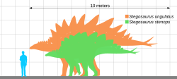 Size of S. ungulatus (orange) and S. stenops (green) compared to a human
