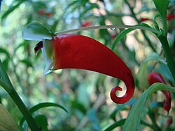 Impatiens paucidentata