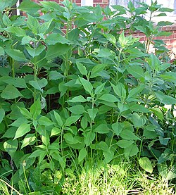 Young plants in a garden
