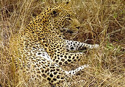 A leopard's disruptively colored coat provides camouflage for this ambush predator.