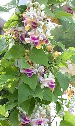 Multicolored wavy flowers and spiral buds hanging in clusters