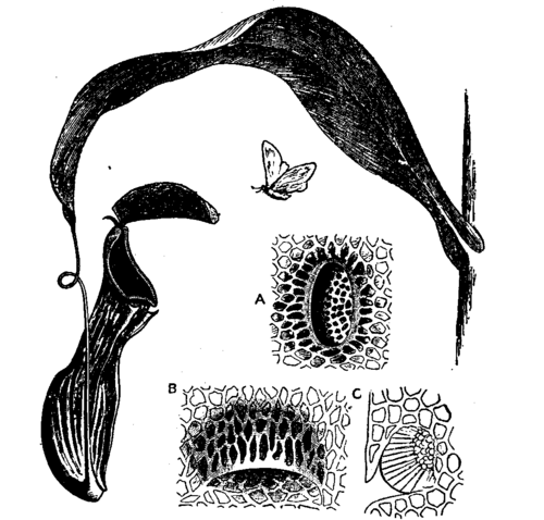 Pitcher of Nepenthes distillatoria. A: Honey-glands from attractive surface of lid. B: Digestive fluid from interior of pitcher, in pocket-like depression of epidermis, opening downwards. C: Transverse section of the same.