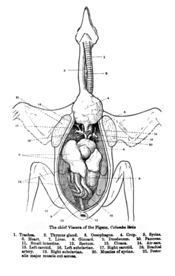 Alimentary canal of the bird exposed