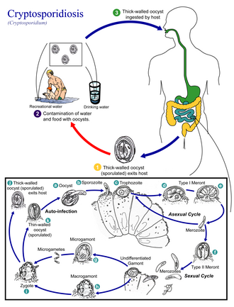 Life cycle of Cryptosporidium spp.