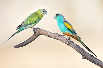Female (left) and male (right) golden-shouldered parrot, showing that the male is much more colorful than the female