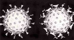 Two spherical rotavirus particles; one is coated with antibody which looks like many small birds, regularly spaced on the surface of the virus.