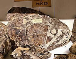Brychaetus muelleri, fish skull