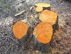 Helping existing roots and tree stumps regrow even in long deforested areas is argued to be more efficient than planting trees. Lack of legal ownership to trees by locals is the biggest obstacle preventing regrowth.[153][154]