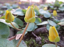 Flowers appear in early spring