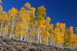 Pando, considered one of the heaviest and oldest organisms on Earth.[118][119]