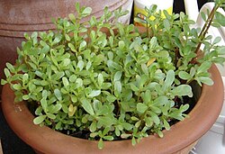 P. sativa, a subspecies