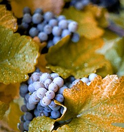 Concord is a variety of North American labrusca grape