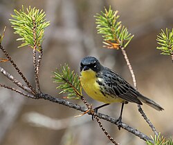 Kirtland's warbler on jack pine