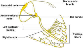 Conduction system of the heart