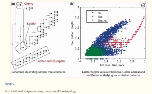Graphical Representation of Phylogenetic Tree analysis