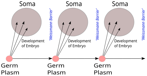 August Weismann's germ plasm theory. The hereditary material, the germ plasm, is confined to the gonads and the gametes. Somatic cells (of the body) develop afresh in each generation from the germ plasm.