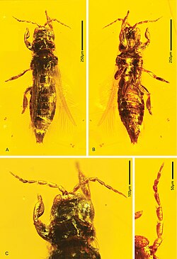 Parallelothrips separatus, Myanmar amber